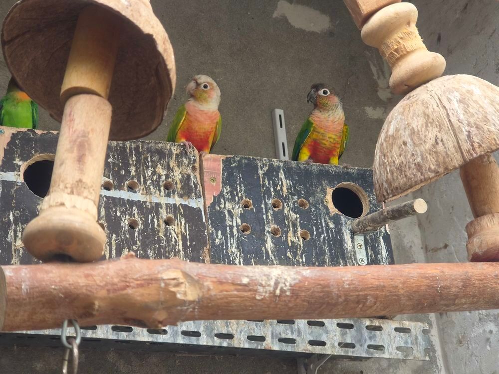   Couple de conure Pyrrhura Molinae 