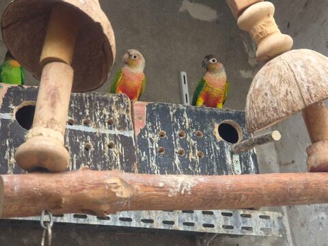 Couple de conure Pyrrhura Molinae 100 50120 Équeurdreville-hainneville