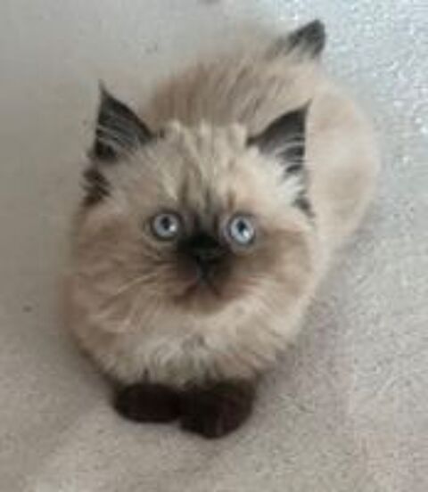   adorables chatons persan 