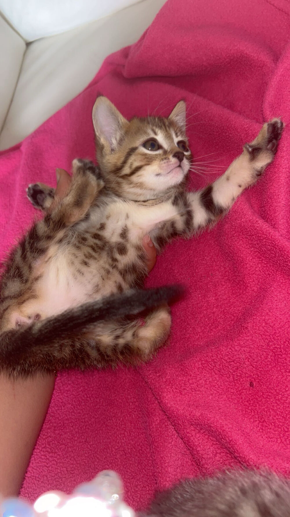 Chaton Jeux / jouets