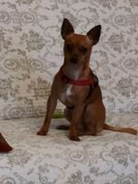   Chihuahua crois pinscher nain pour saillie  