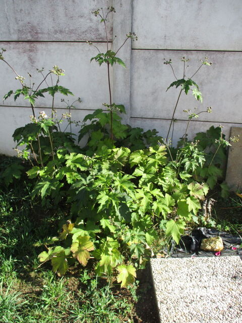 Anmone du Japon... Plante  fleurs  Rose Tendre , Vivace 2 La Fert-Alais (91)