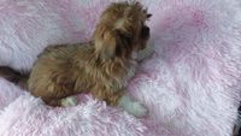   Chien, Chiot 