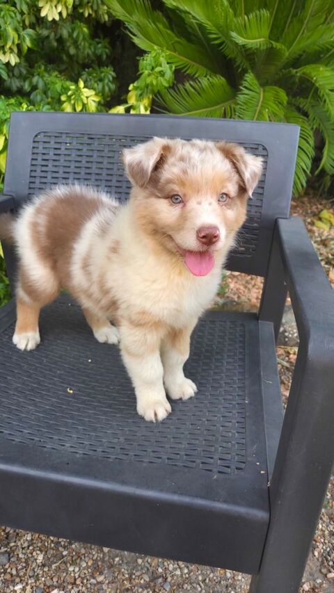 chiots berger australien disponibles 890 78660 Ablis