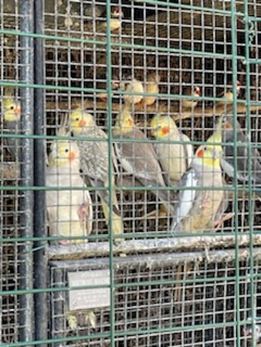   Calopsittes 25 euro  