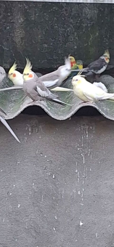 Calopsites 20 85360 La tranche-sur-mer