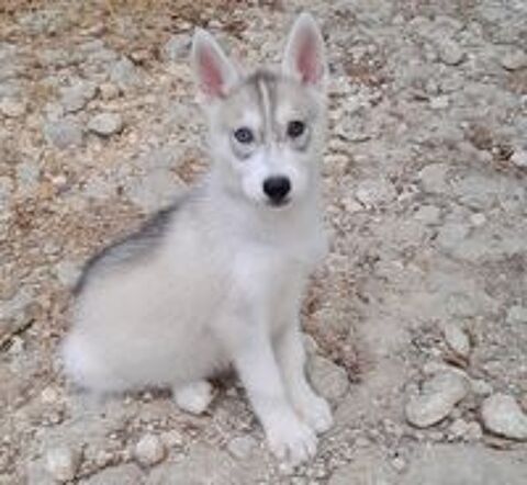   Chiots Husky 