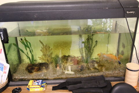 donne aquarium 0 66440 Torreilles
