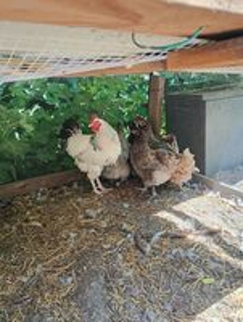   poulets divers 