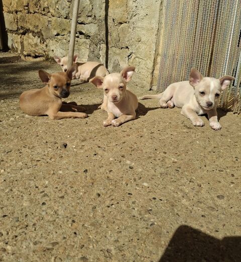 Chiot chihuahuas m&acirc;les et femelles 750 82300 Caussade