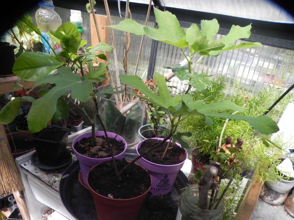 figuiers de diff&eacute;rentes tailles Jardin