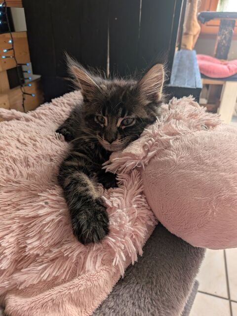 Chaton maine coon 600 59450 Sin-le-noble