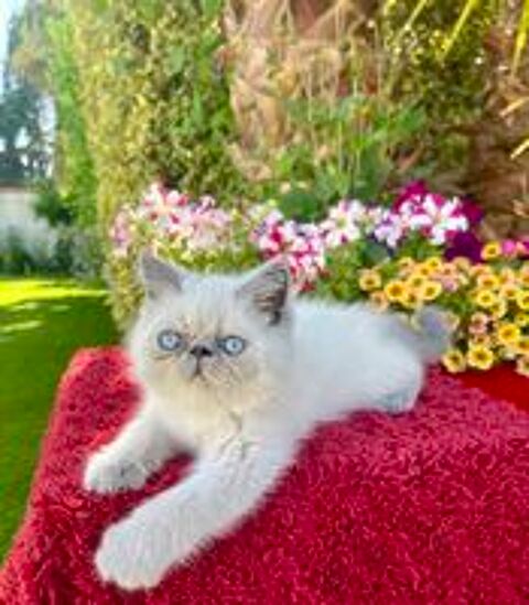   Chatons Exotic Shorthair LOOF santé garantie 