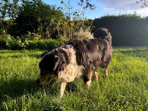 Donne chien contre bons soins 0 91410 Dourdan