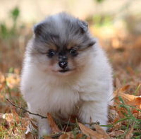   Chiot type Spitz Pomeranian Mâle Bleu merle tan et blanc 