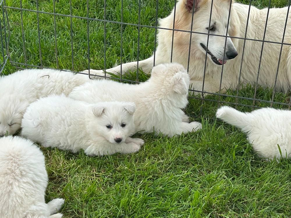   Chiots BBS LOF, Santé et Adn 