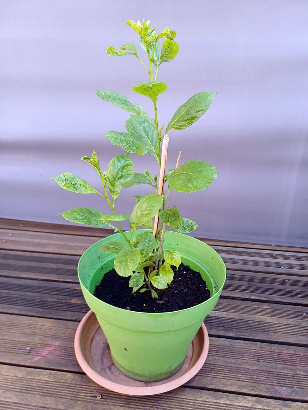 Joli BAOBAB 2/3ans hauteur 70cm Jardin