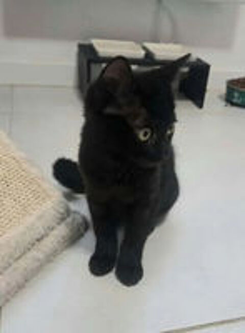   Bagherra chatonne 2 mois caline cherche adoptants 