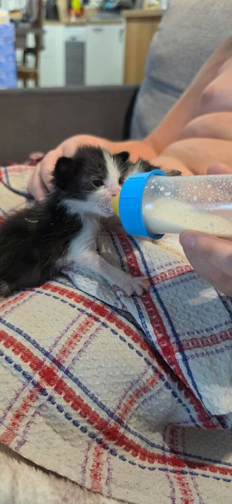 Chat BABOUCHE &agrave; l adoption 120 42410 Pélussin