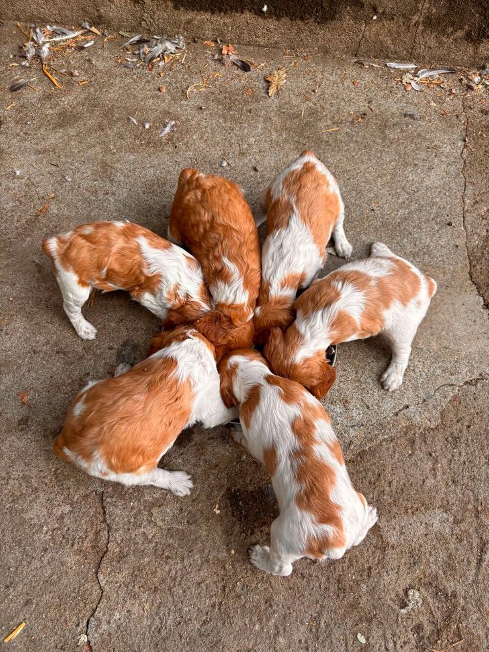   Épagneul breton Blanc et Orange 