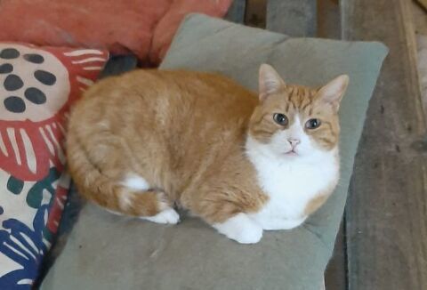 Annonce chat, chaton, BoisJérômeSaintOuen (27620) 9926350040 — free download