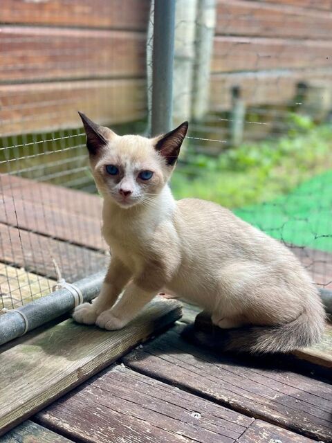 Suzie, femelle, type siamois, née le 28/03/2025 &#128049; 200 78000 Versailles