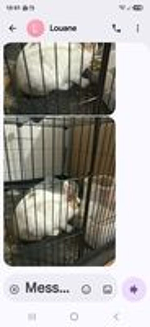   Donc lapin nain 