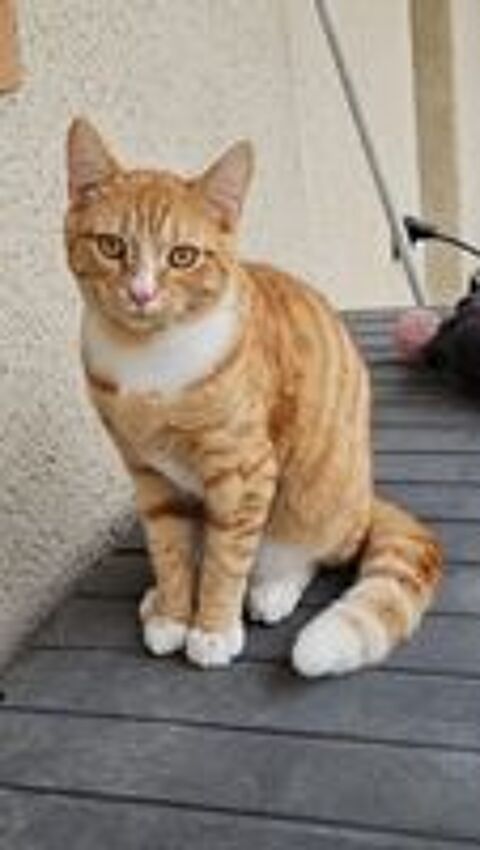   Chat perdu 