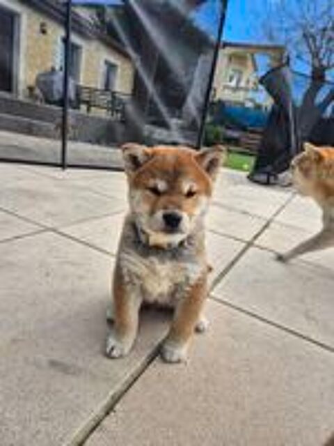   Chiot Shiba Inu 
