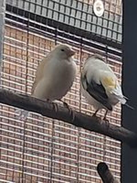   Oiseaux 