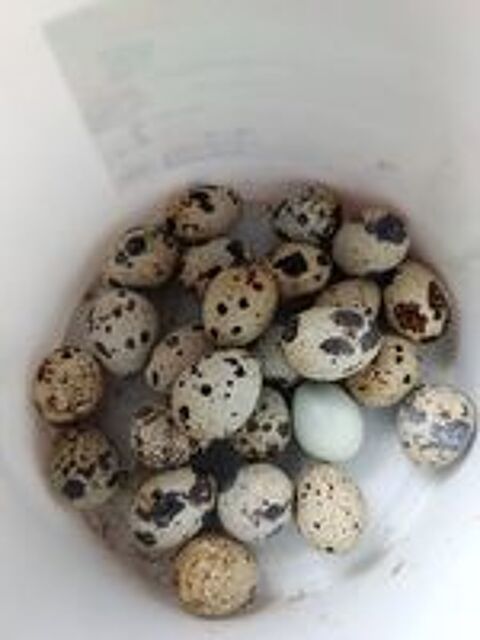  Oeufs de caille  