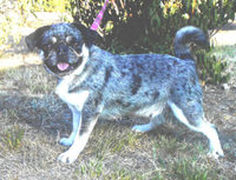   Chienne carlin type exotique à donner. 