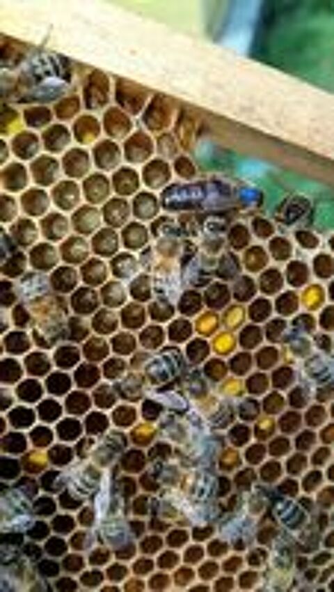   (×8) Colonies d'abeilles Dadant 80 € à 200 € 