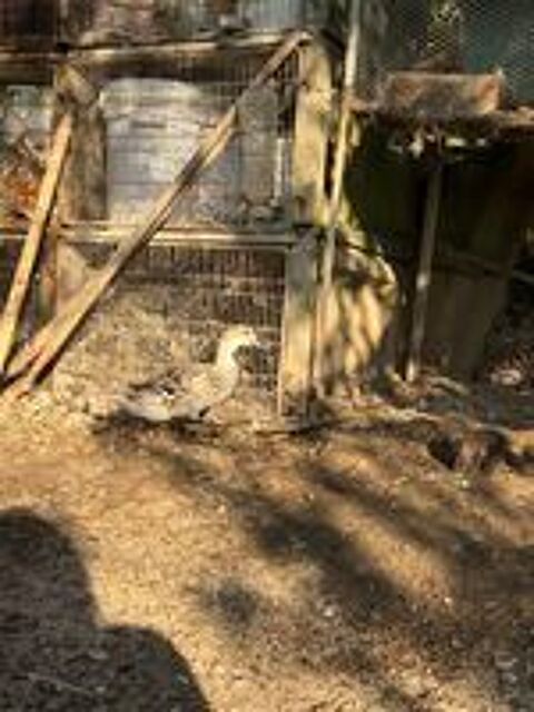   Canard colvert , barbarie et ponpon  