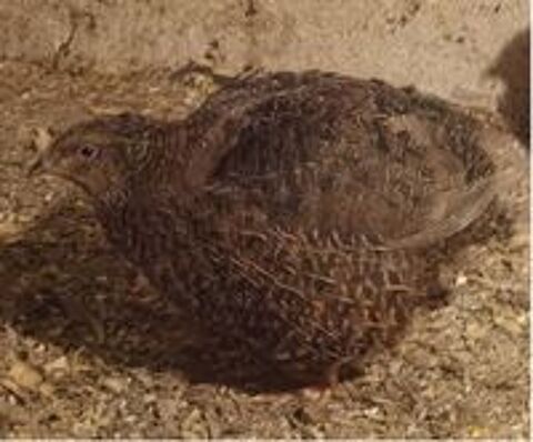   jeune m�le cailles 6 mois 