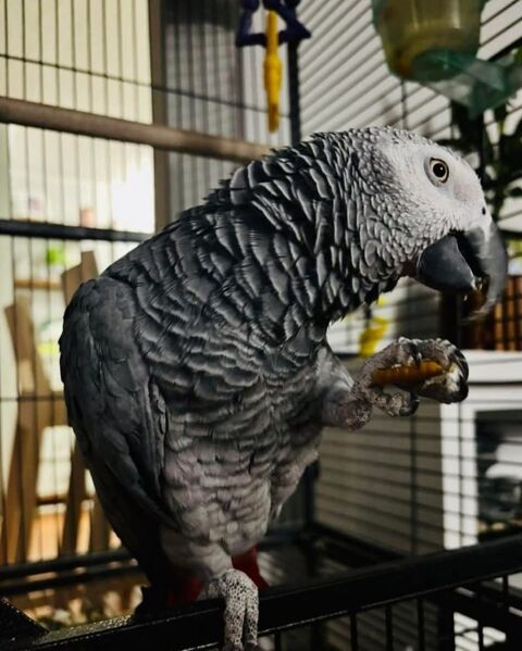 perroquet Gris du Gabon 0 29410 Saint-th�gonnec