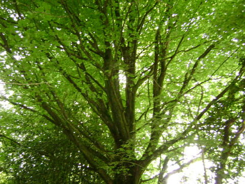 Jardinier CESU Qualifi&eacute; - Exp&eacute;riment&eacute; entretien vos jardins 0 22000 Saint-brieuc