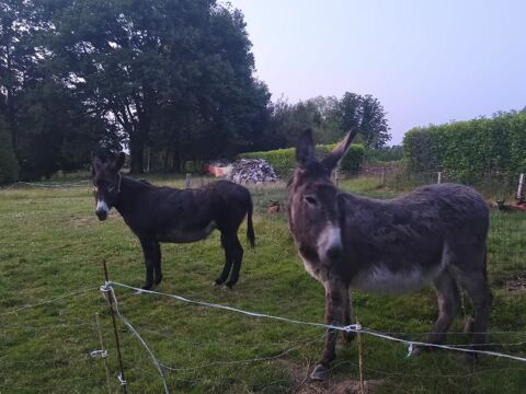 anesses équidés adultes 0 35210 Chtillon-en-vendelais