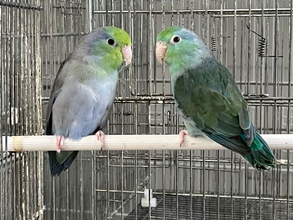   Couple Toui céleste.  