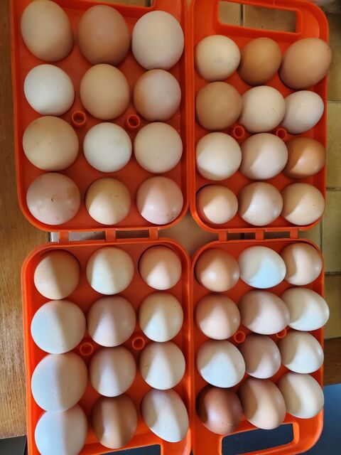 Oeufs frais fermier de mes poules 4 17130 Messac
