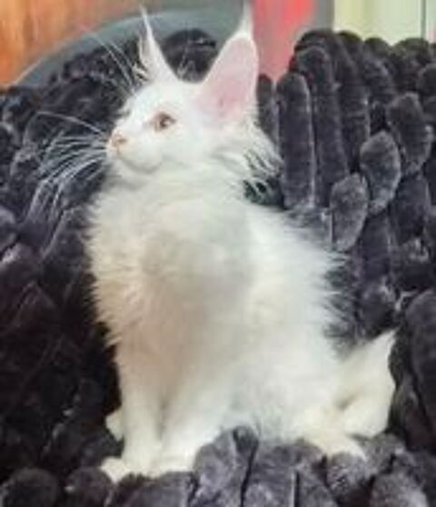   A reserver magnifiques chatons maine coon non loof 