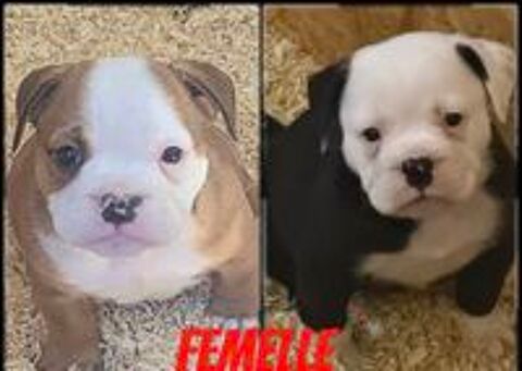    chiot continental bulldog 