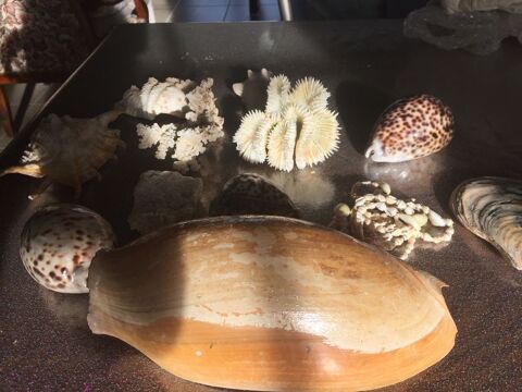 Lot de coquillages 30 N�mes (30)