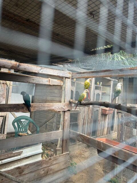 M&acirc;le conure molinae 90 66000 Perpignan