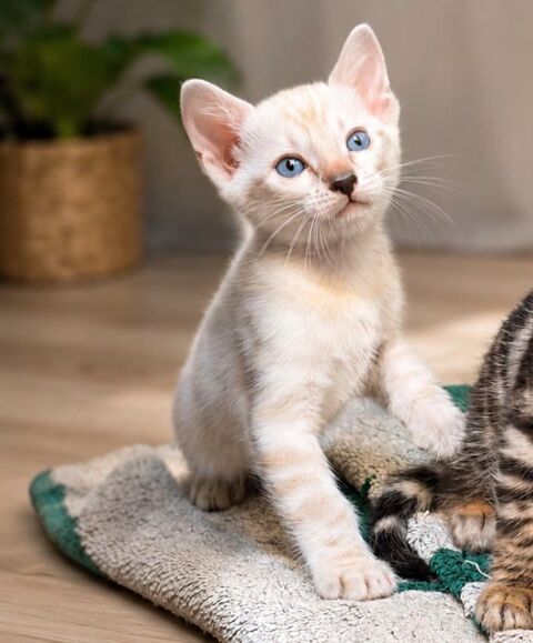 Chatons bengal LOOF 1750 91360 Villemoisson-sur-orge