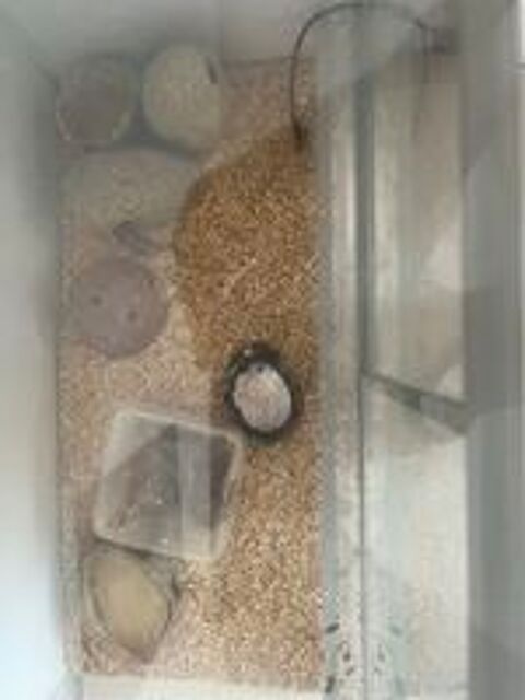   Femelle geckos + terrarium pix négociable  