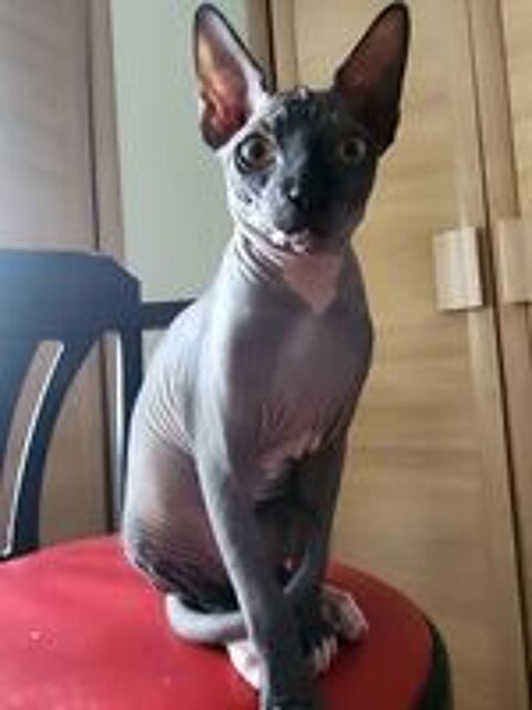   Chatons Sphynx Hairless Loof 