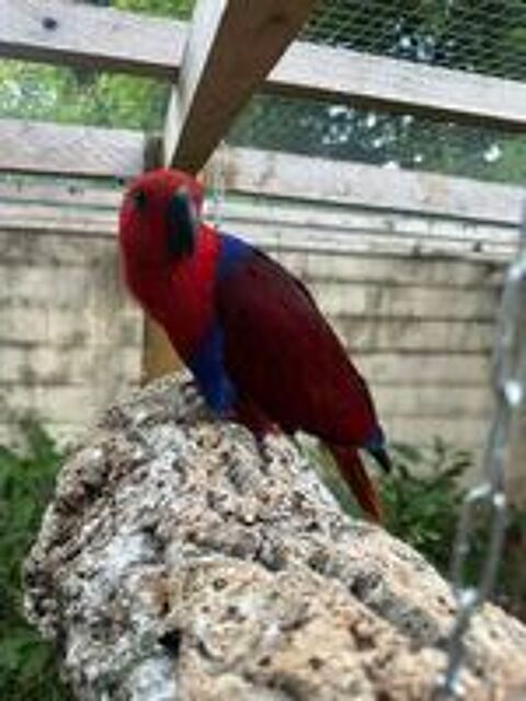   Grand Eclectus femelle (gratuit) 