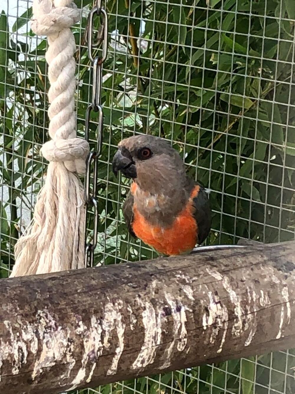   Poicephalus rufiventris 