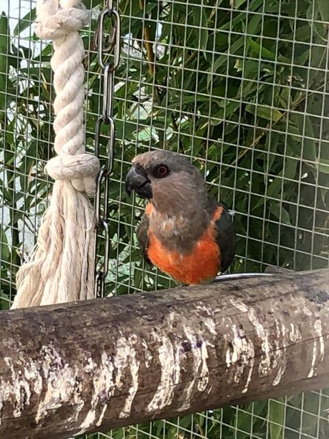 Poicephalus rufiventris 1 93220 Gagny